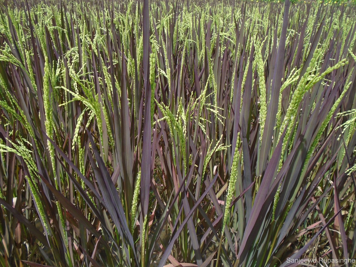 Oryza sativa L.